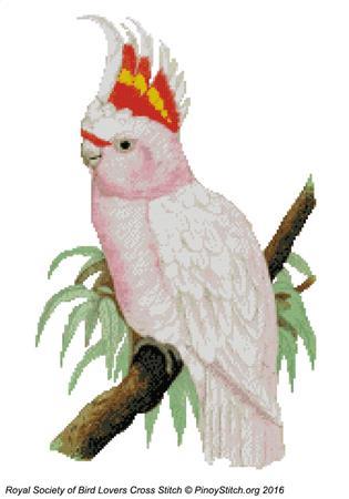 (image for) RSBL Cockatoo Leadbeaters